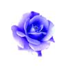 blume.jpg blume.jpg